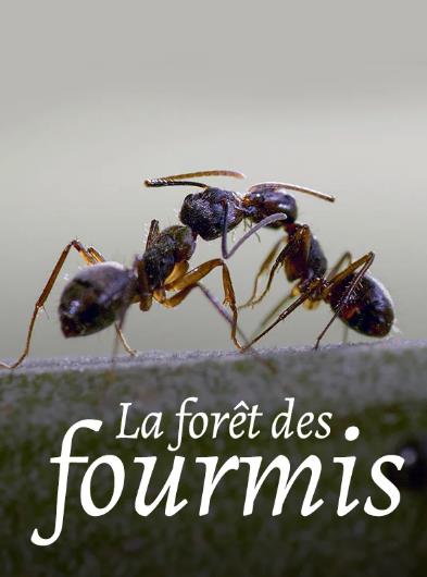 紀錄片【螞蟻的智慧/La forêt des fourmis】2023年